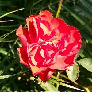 Meet your Posher, Ali